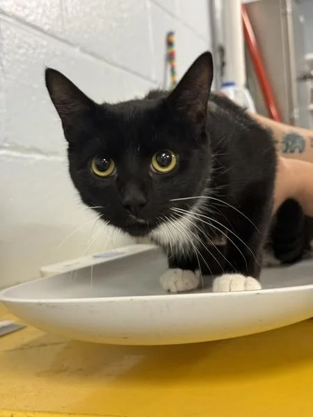 An adult small-sized female Domestic Short Hair cat named Mimi for adoption in Millersville, MD