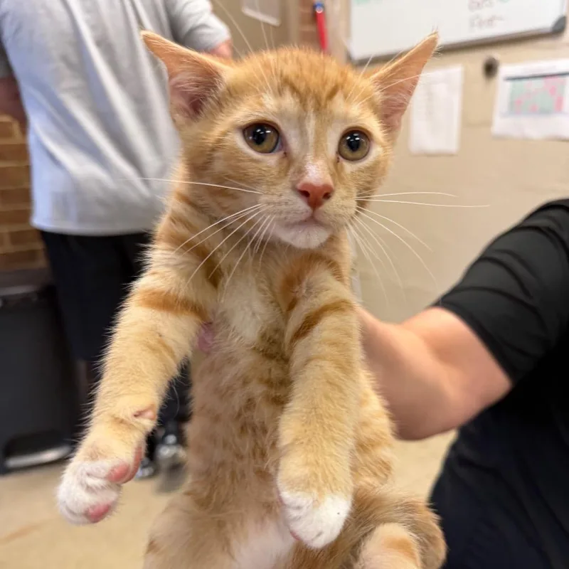 A baby small-sized male Orange / Red Domestic Short Hair cat named Shadow for adoption in Birmingham, AL