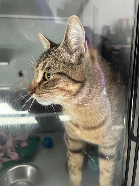 An adult medium-sized male Tabby (Brown / Chocolate) Domestic Short Hair cat named Samson for adoption in Anoka, MN
