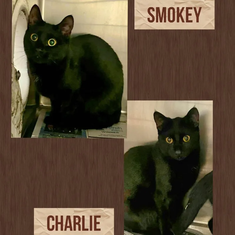 Smokey thumbnail 3