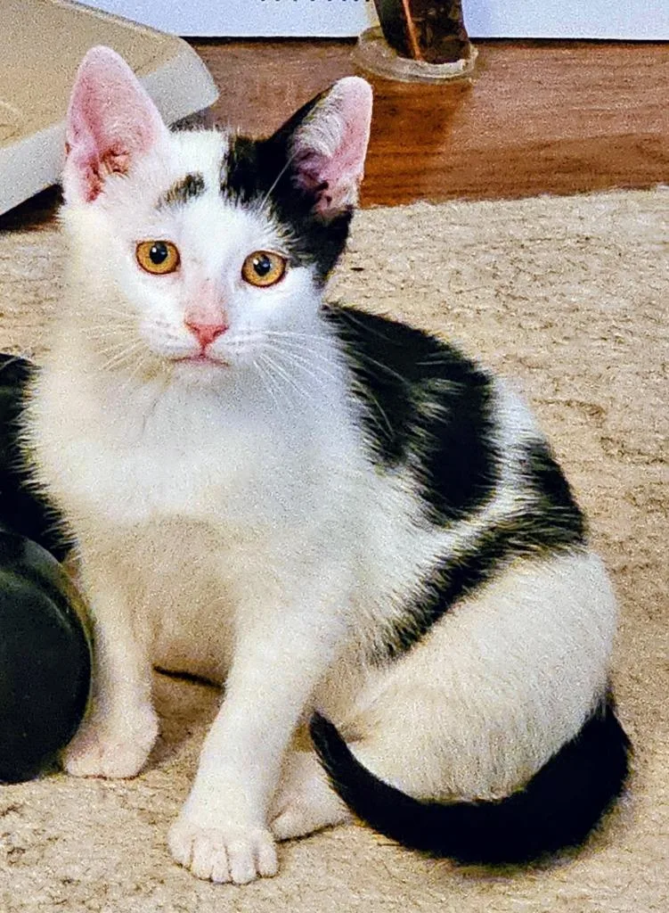 Milo