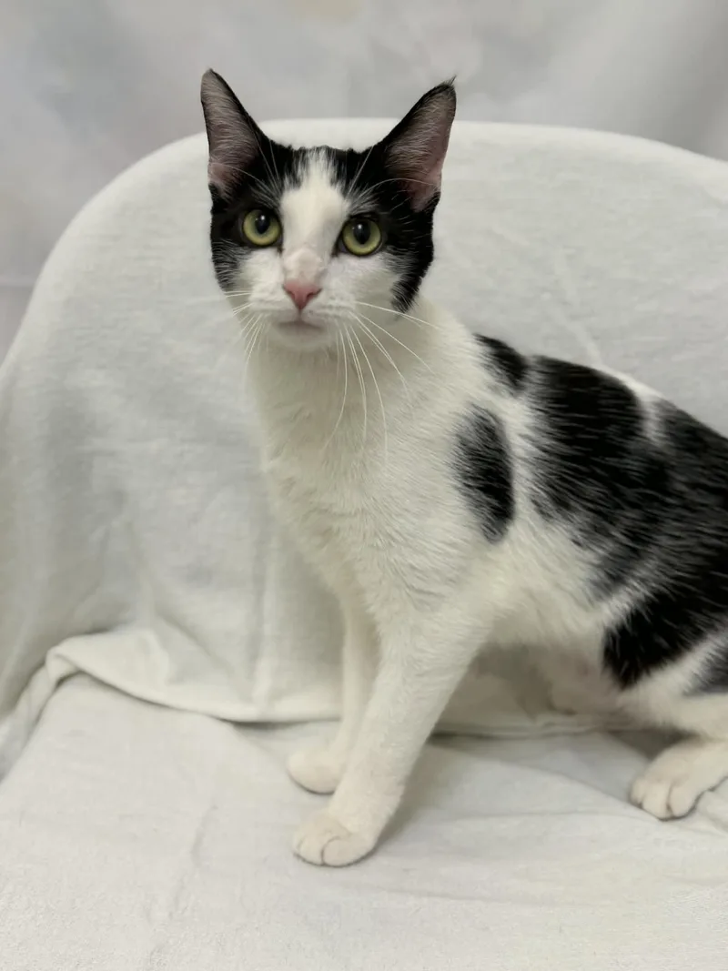 An adult medium-sized female Black & White / Tuxedo Domestic Short Hair cat named Eleven for adoption in Martinsville, IN