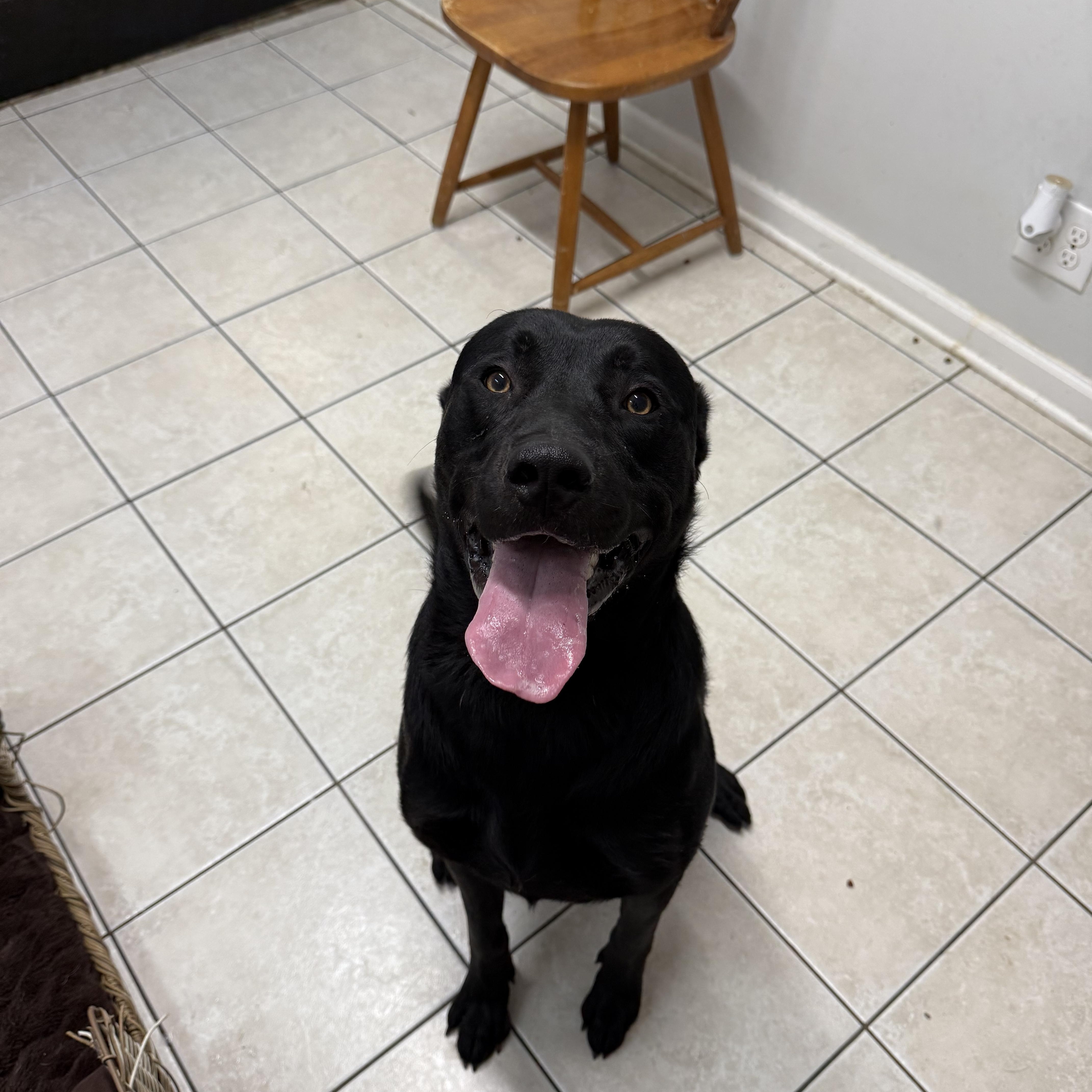An adult medium-sized male Black Labrador Retriever dog named Duke for adoption in Hendersonville, TN