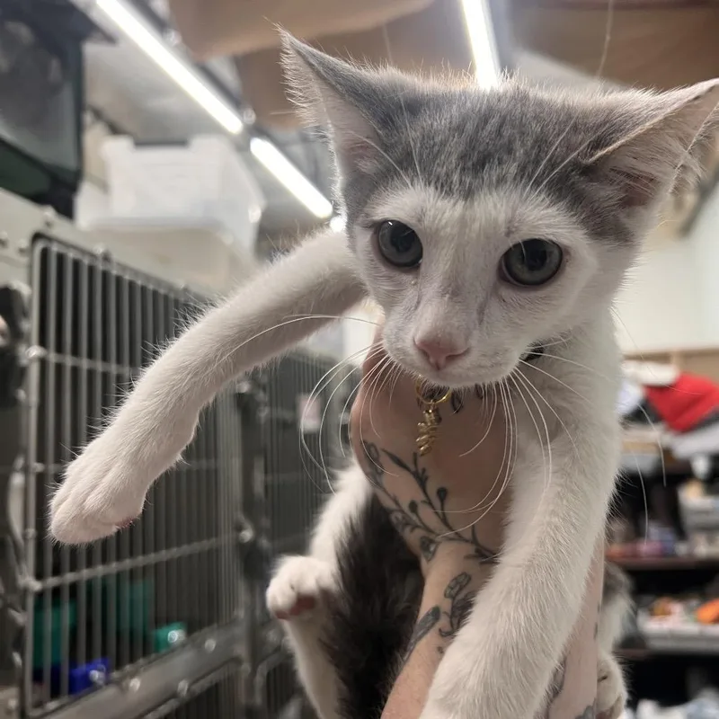 A baby medium-sized male White Domestic Short Hair cat named Bryce for adoption in Las Vegas, NV