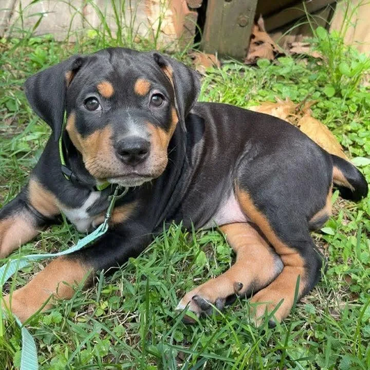 A baby large-sized female Black Catahoula Leopard Dog dog named Loretta for adoption in Petersburg, IL