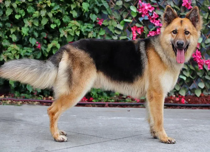 A young large-sized male Black German Shepherd Dog dog named Denver von Dohna for adoption in Los Angeles, CA