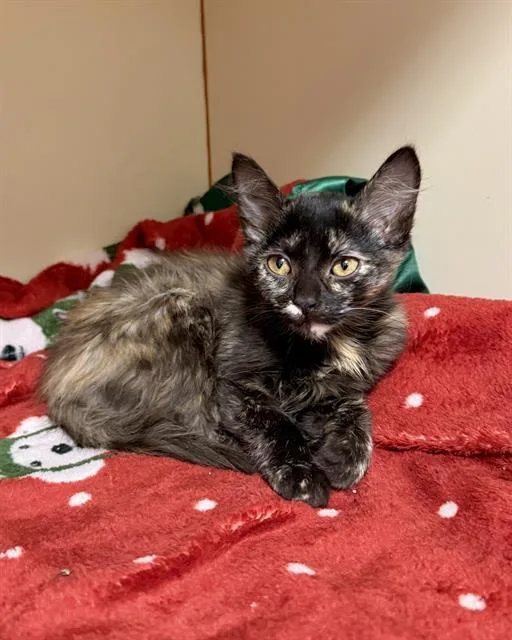 A baby medium-sized female Domestic Short Hair cat named Tatiana for adoption in Brewster, MA