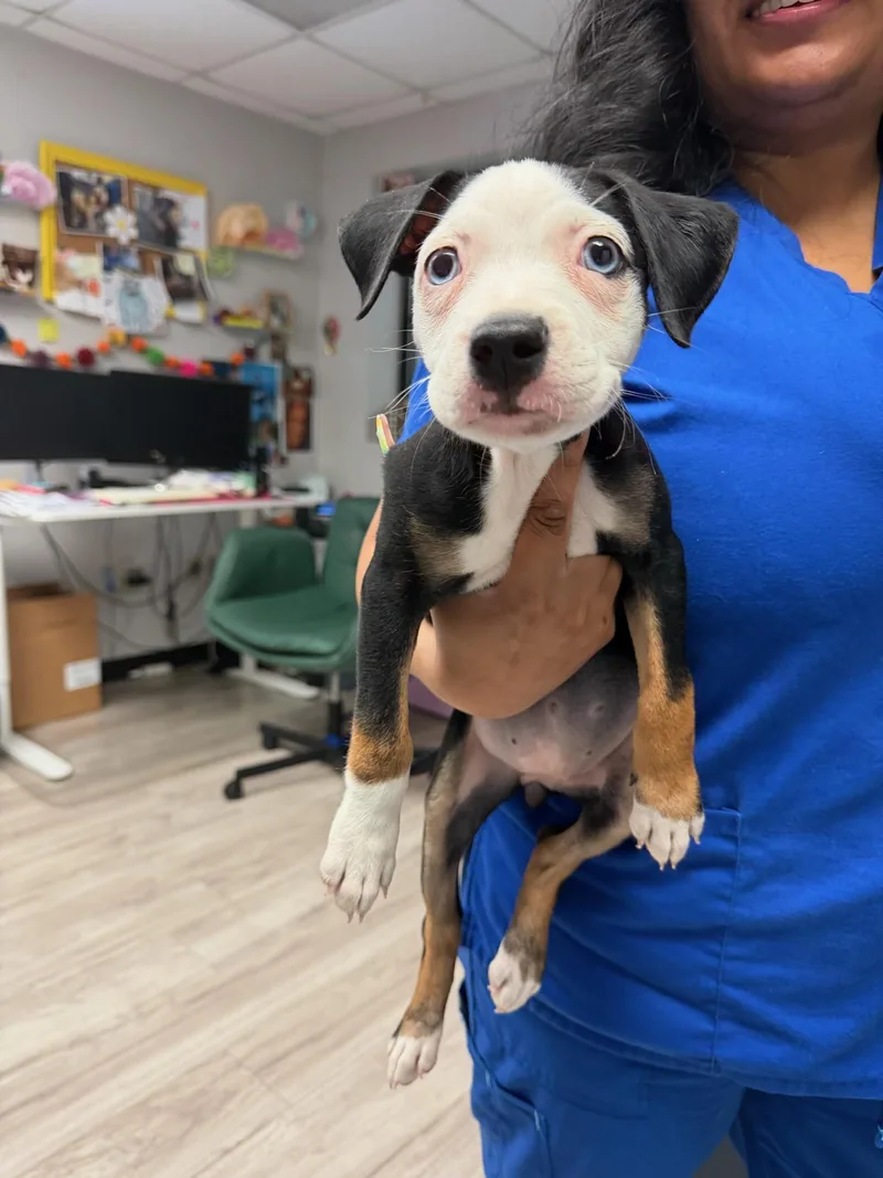 A baby small-sized female Pit Bull Terrier dog named Brooklyn for adoption in Arlee, MT