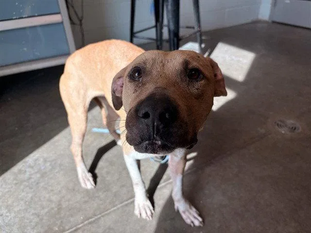 An adult medium-sized female Black Mouth Cur dog named Bermuda for adoption in Tavares, FL