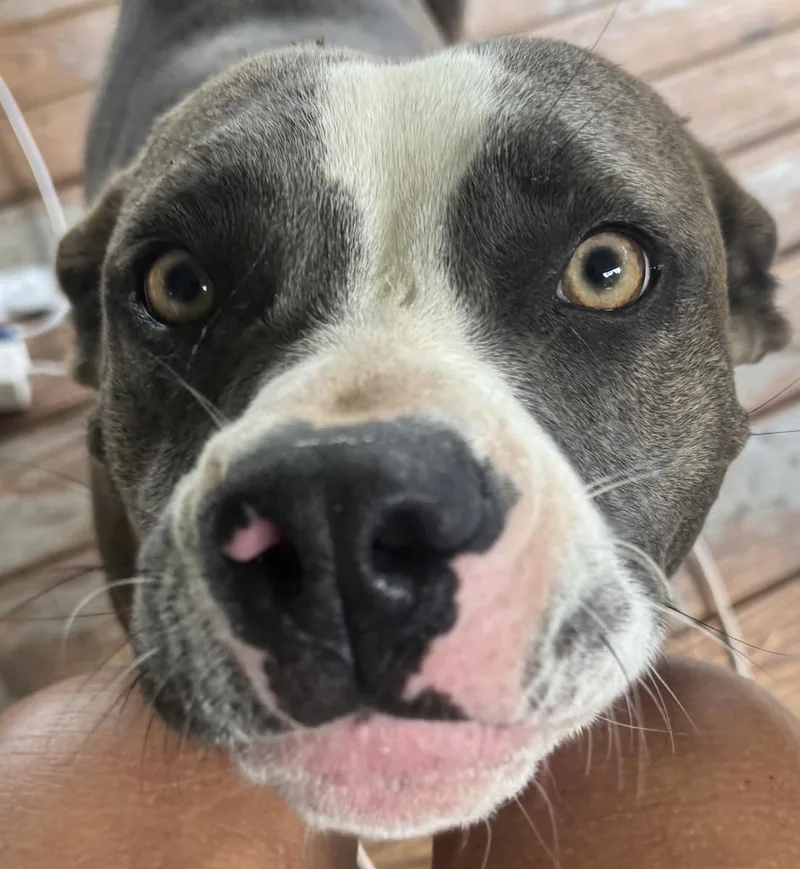 A young medium-sized female American Staffordshire Terrier dog named Brie for adoption in Decatur, GA