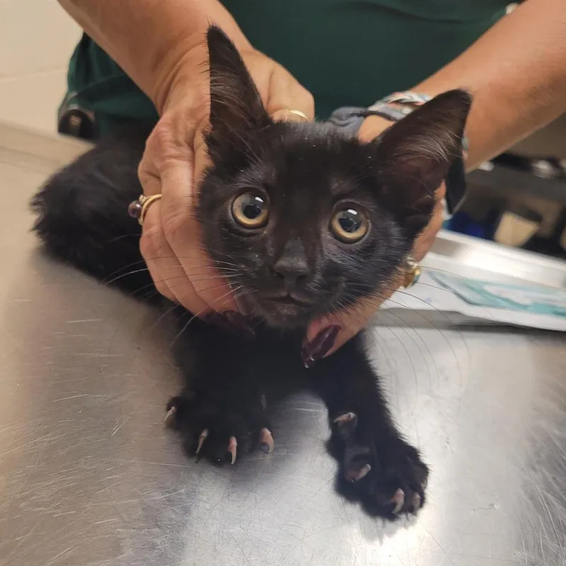 A baby small-sized male Black Domestic Short Hair cat named Blair for adoption in Lake Panasoffkee, FL