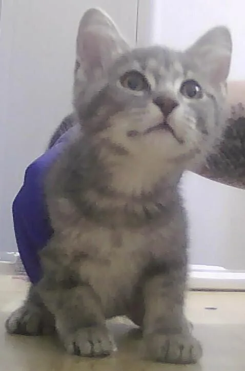 A baby small-sized male Gray & White Domestic Short Hair cat named Gouda for adoption in Anoka, MN