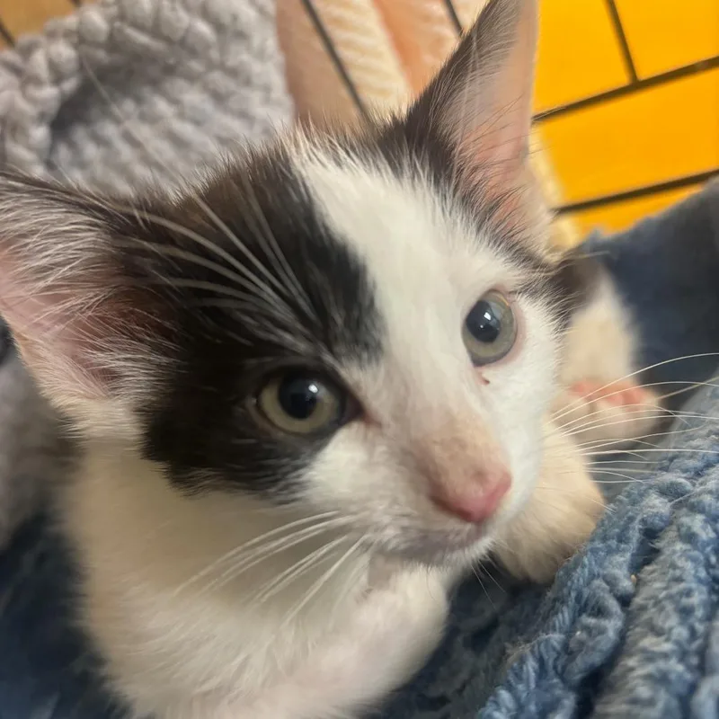 A baby medium-sized male Black & White / Tuxedo Domestic Short Hair cat named Binky for adoption in Hudson, NY