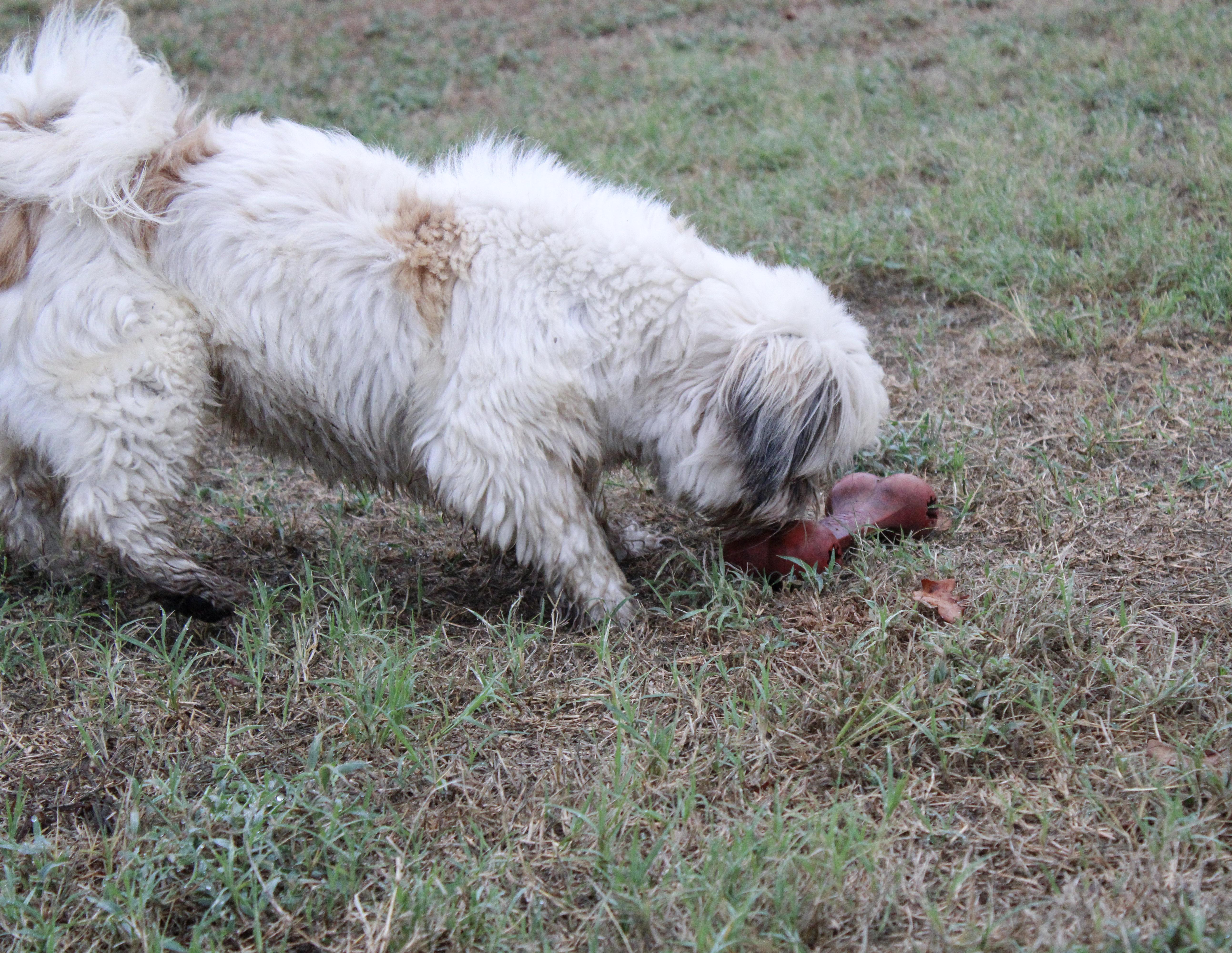 An adult small-sized female Brown / Chocolate Lhasa Apso dog named Mulan for adoption in Neosho, MO
