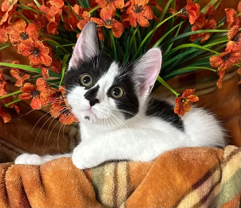 A baby small-sized female Domestic Short Hair cat named Apple for adoption in Stillwater, OK