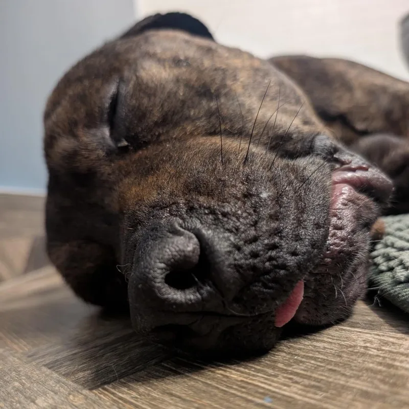 An adult small-sized male Pit Bull Terrier dog named Teric for adoption in Chicago, IL