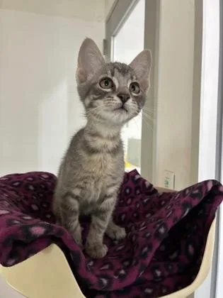 A baby small-sized male Domestic Short Hair cat named Dopey for adoption in New Orleans, LA