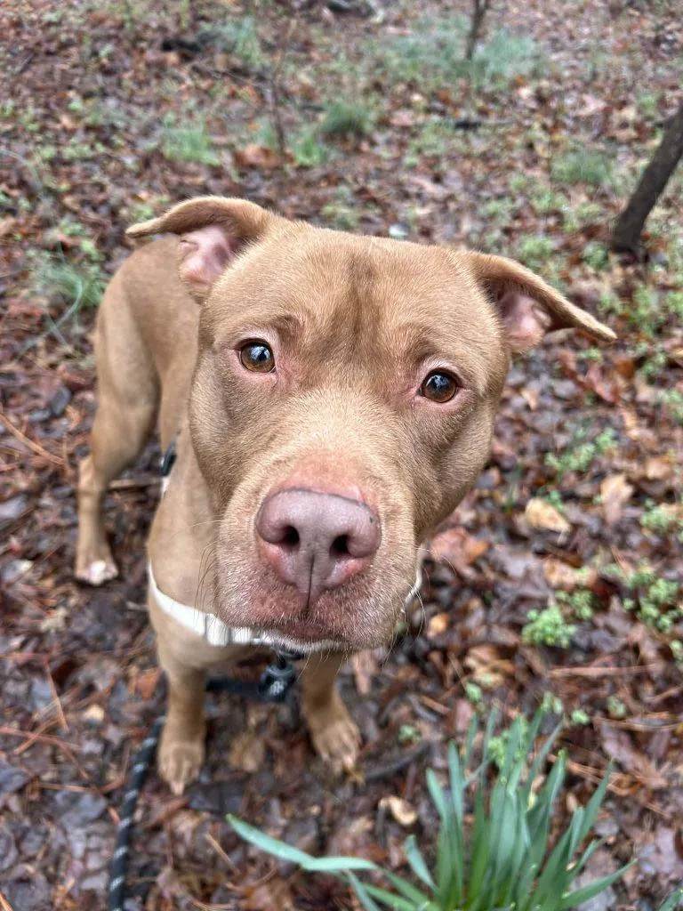 Muddy Buddy thumbnail 3