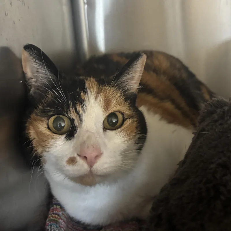 A young medium-sized female Calico Domestic Short Hair cat named Toadette for adoption in Washington, UT
