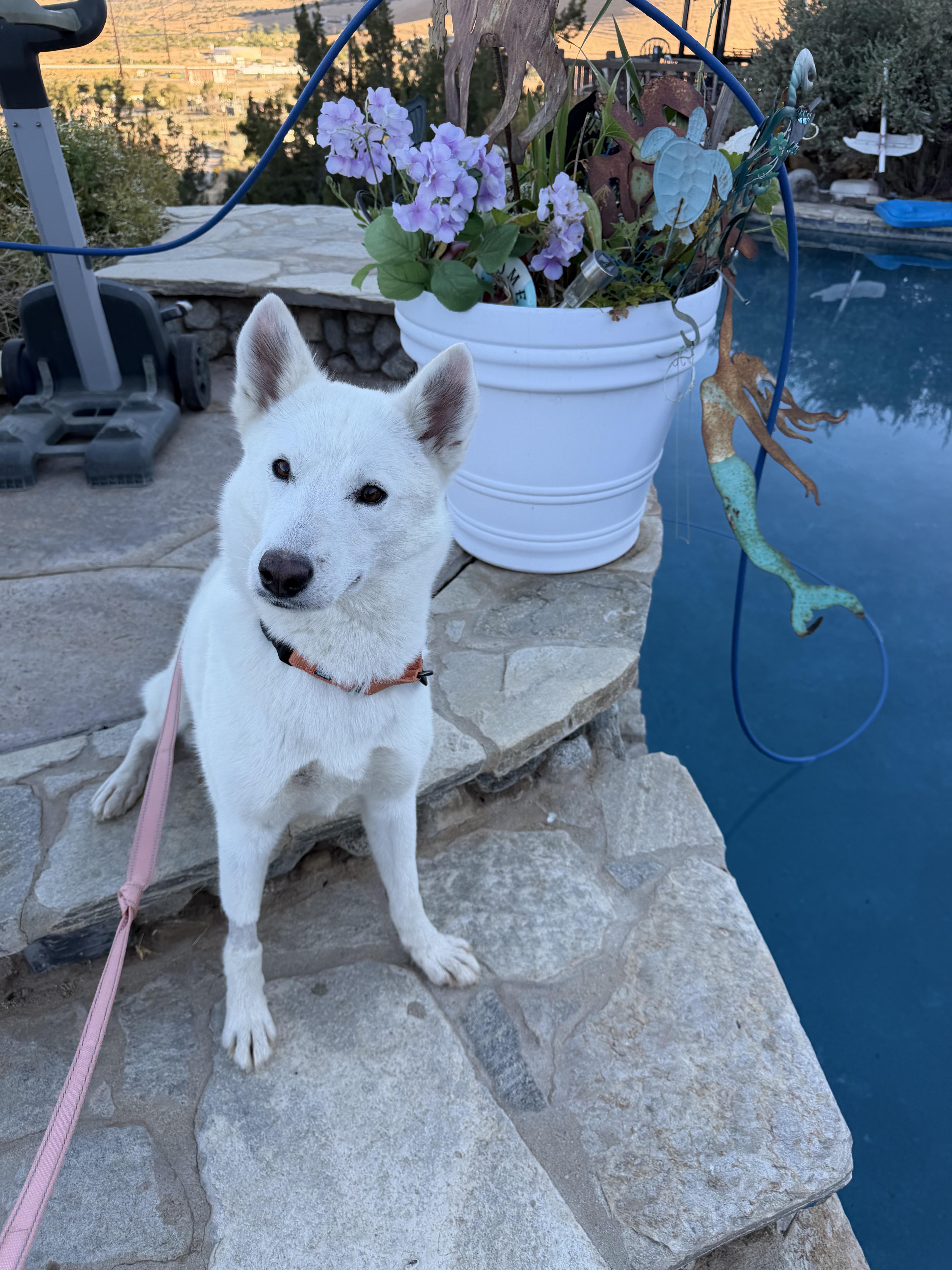 A young medium-sized female White / Cream Siberian Husky dog named Khaleesi for adoption in Studio City, CA
