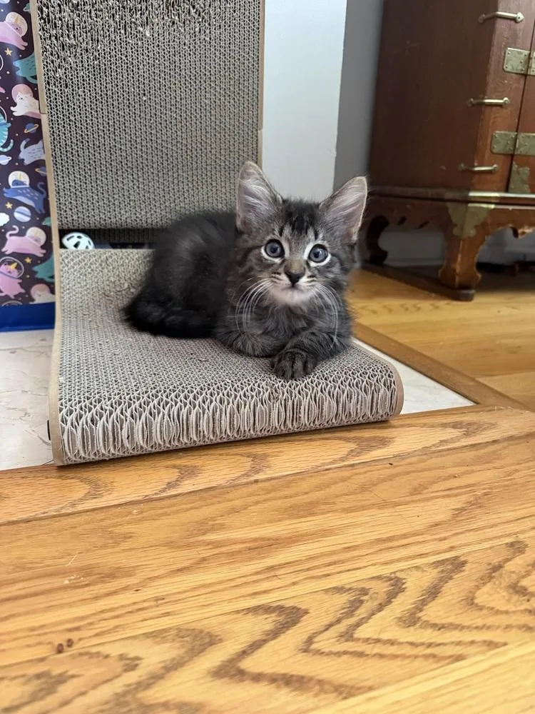 A baby small-sized male Domestic Medium Hair cat named Blastoise Summoner of for adoption in Chicago, IL