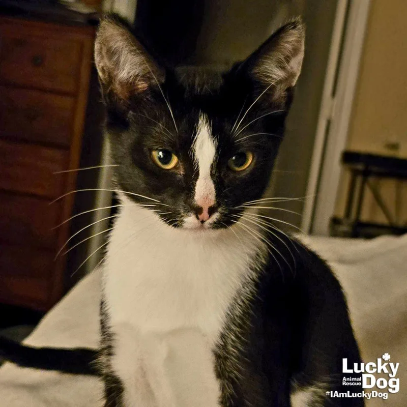 A baby medium-sized female Domestic Short Hair cat named Scully for adoption in Washington, DC