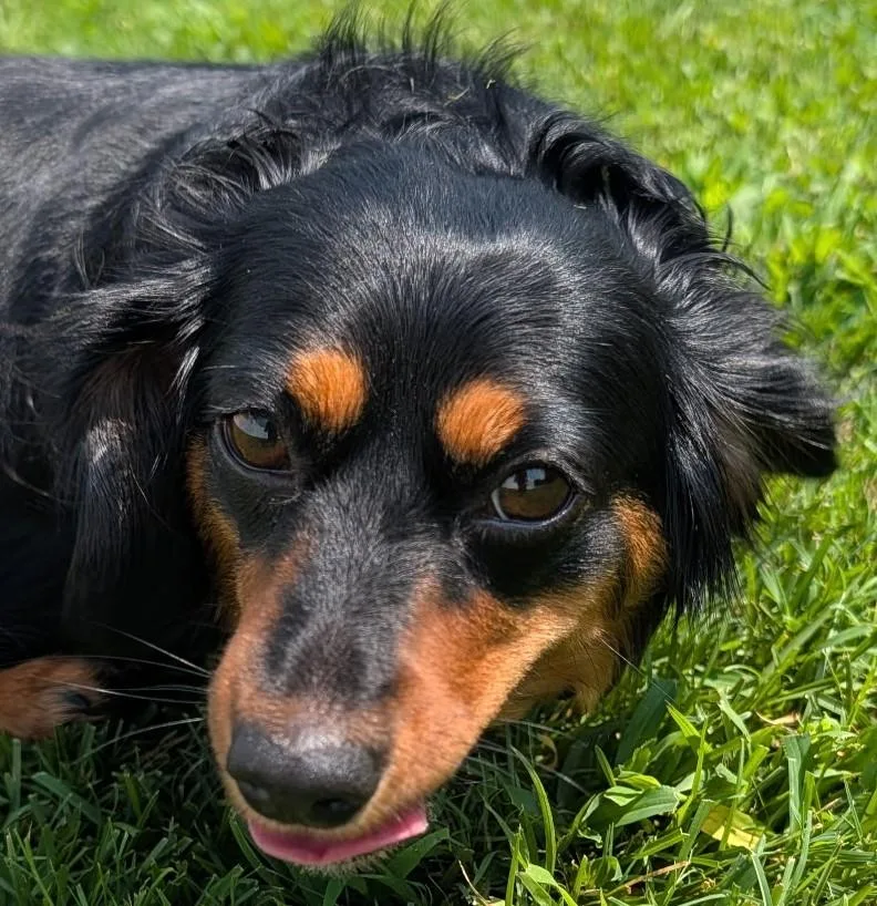 Roxie in TN