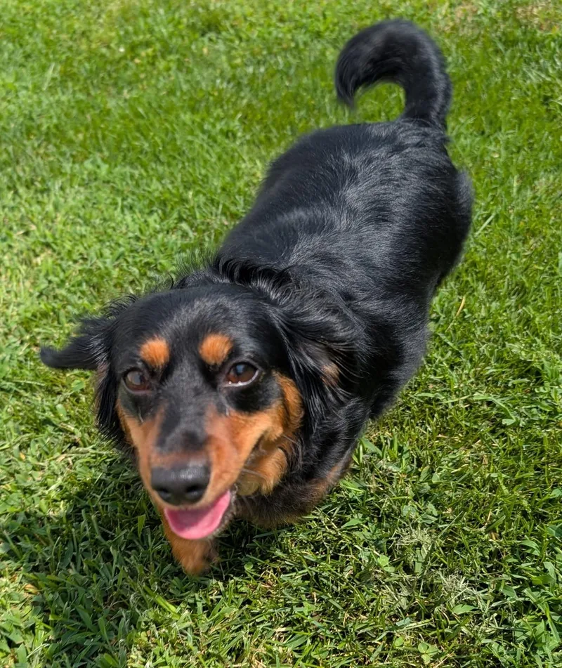 Roxie in TN thumbnail 2