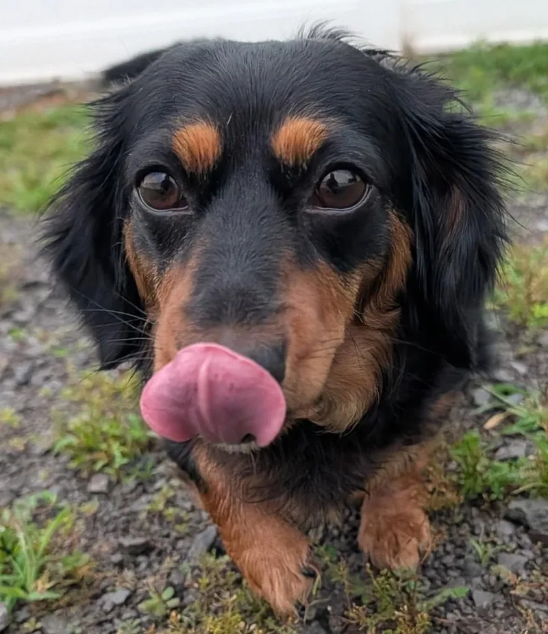 Roxie in TN thumbnail 4