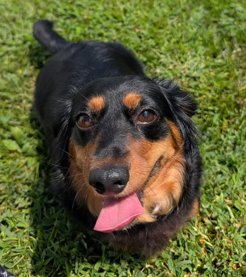 Roxie in TN thumbnail 5