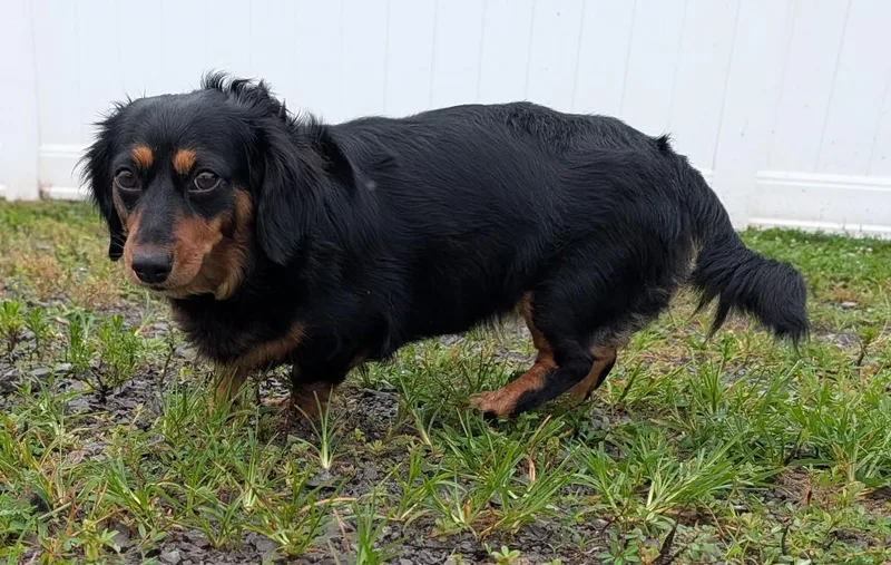 Roxie in TN thumbnail 6
