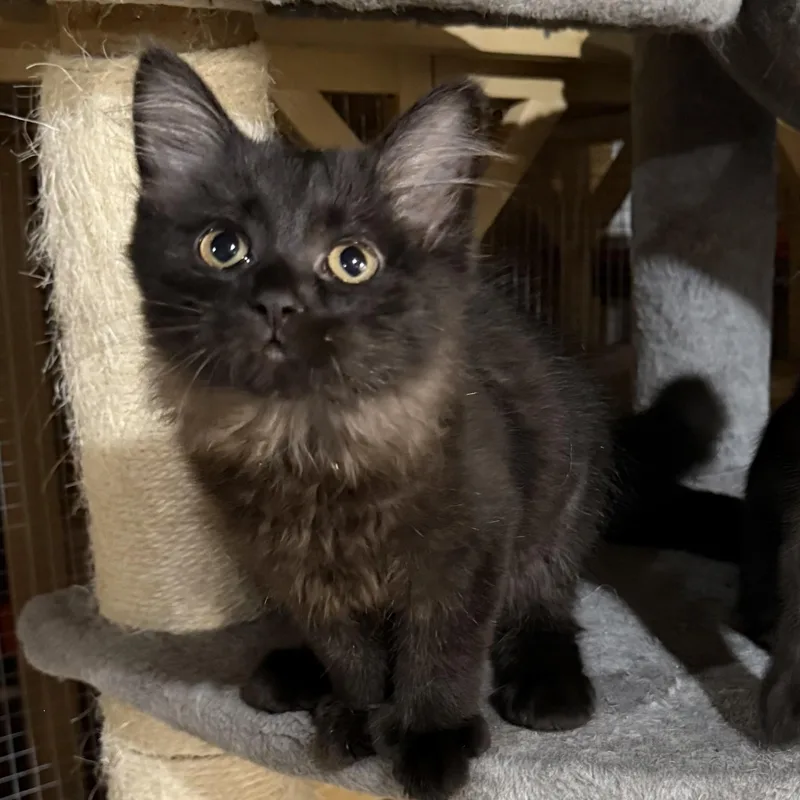 A baby medium-sized female Black Domestic Medium Hair cat named Luna for adoption in North Versailles, PA