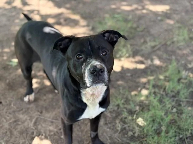 An adult large-sized male Pit Bull Terrier dog named Marco for adoption in Tulsa, OK