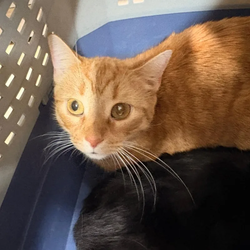 An adult medium-sized female Orange / Red Domestic Short Hair cat named Honey for adoption in Newark, NJ