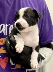 A baby small-sized male Mixed Breed dog named Cavatappi for adoption in Lawrenceville, GA