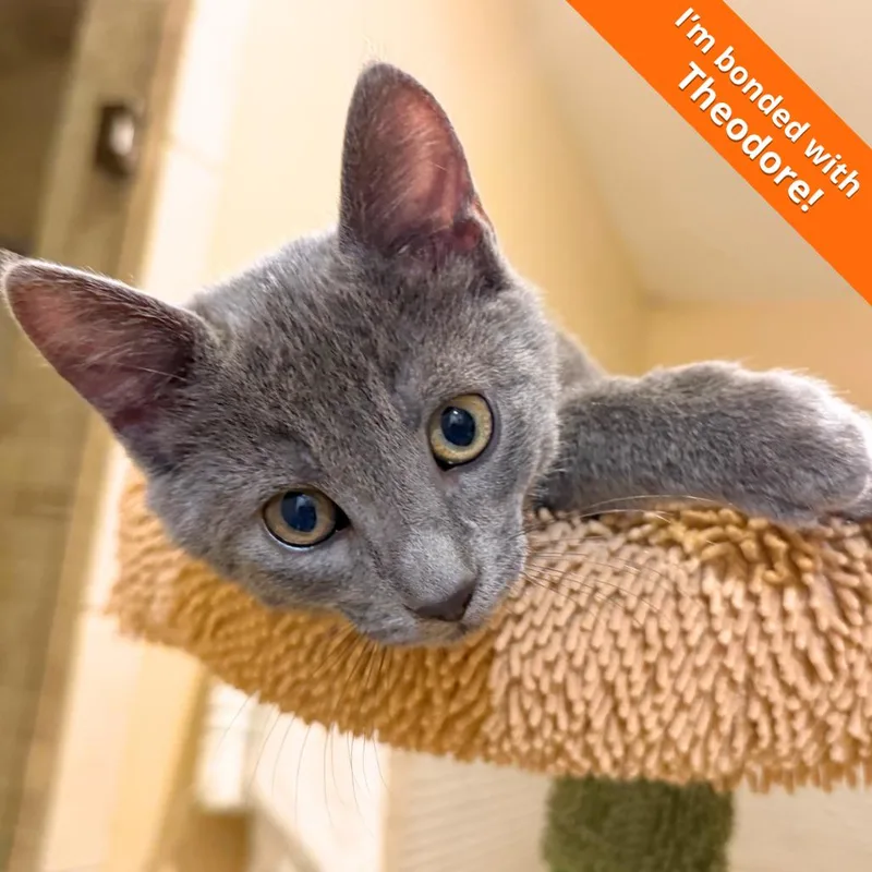A baby small-sized male Gray / Blue / Silver Domestic Short Hair cat named Earl Grey for adoption in Pleasant Hill, CA