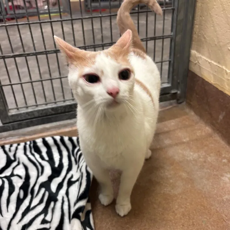 Soft Serve thumbnail 2