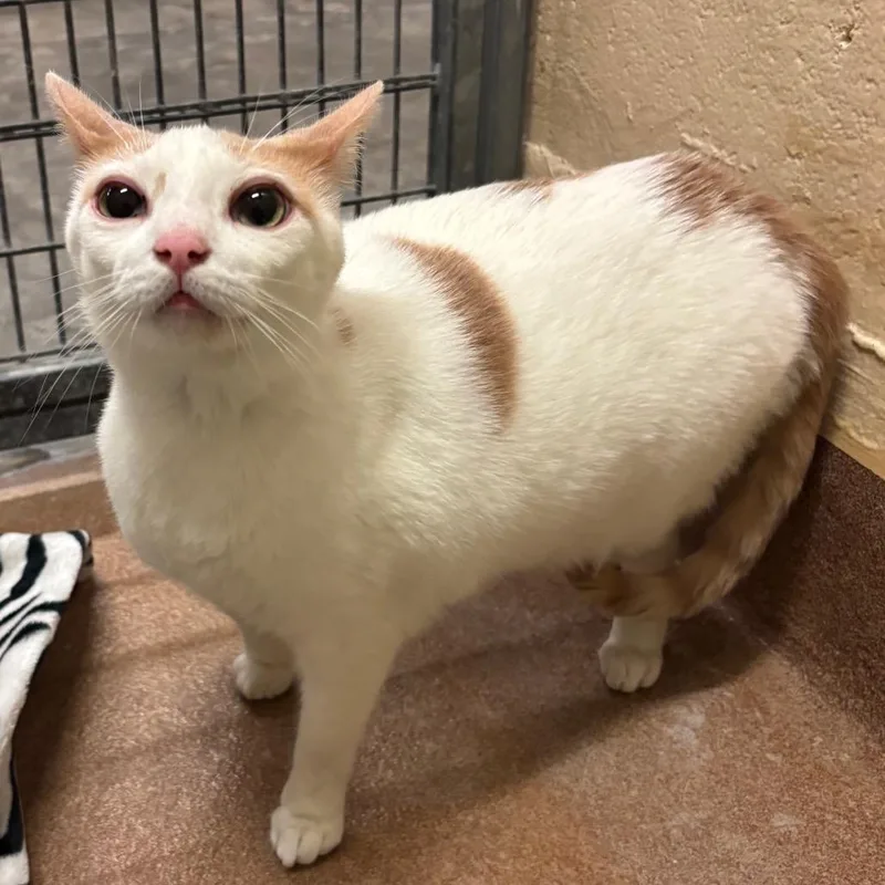 Soft Serve thumbnail 3