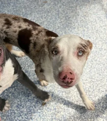 A baby medium-sized female Brown / Chocolate Catahoula Leopard Dog dog named Iris for adoption in Fernandina Beach, FL