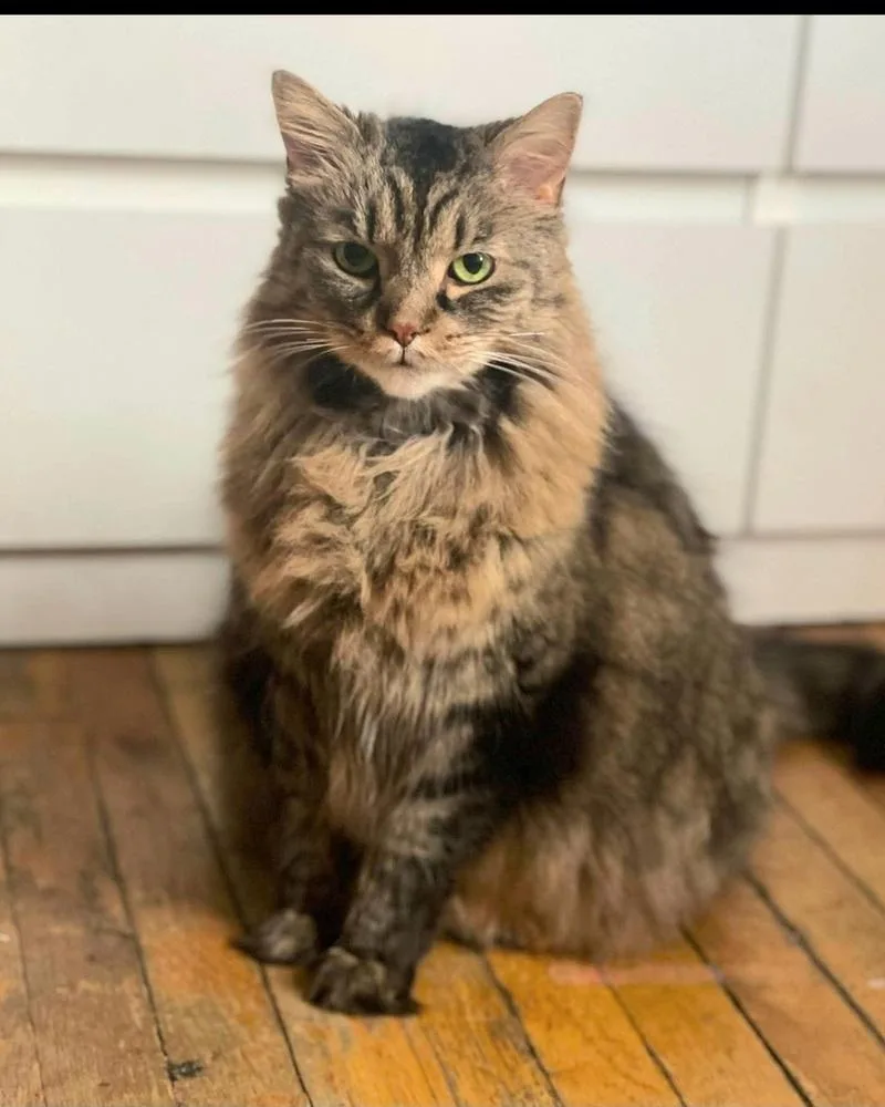 A senior medium-sized female Domestic Long Hair cat named Stella for adoption in Chicago, IL