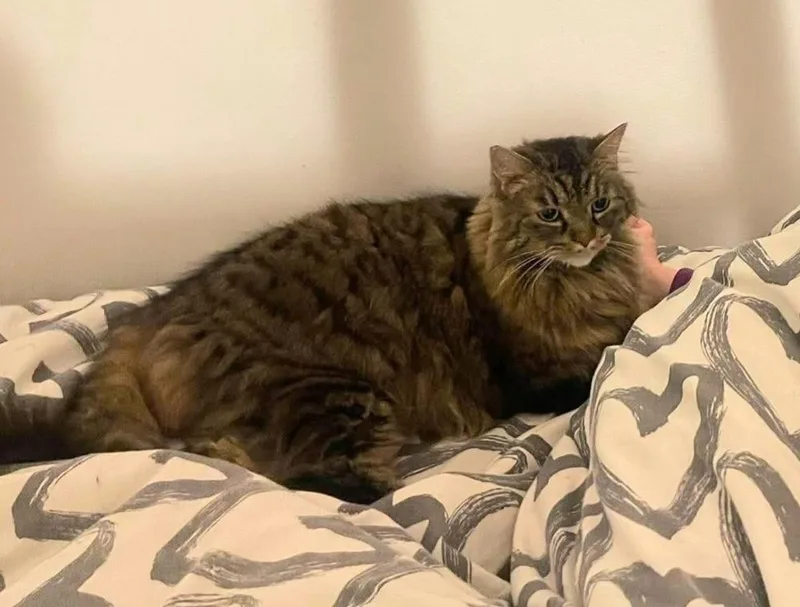 Stella thumbnail 5