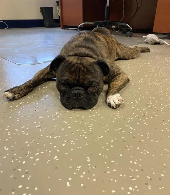 An adult small-sized male Boston Terrier dog named Jax for adoption in Fort Wayne, IN