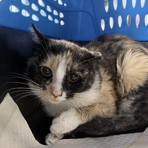 An adult medium-sized female Orange / Red Domestic Short Hair cat named May for adoption in New York, NY