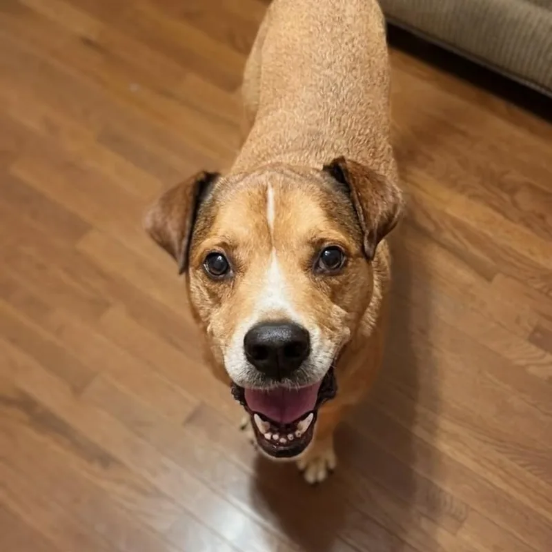A senior large-sized male Golden Hound dog named Franklin for adoption in Shelby, NC