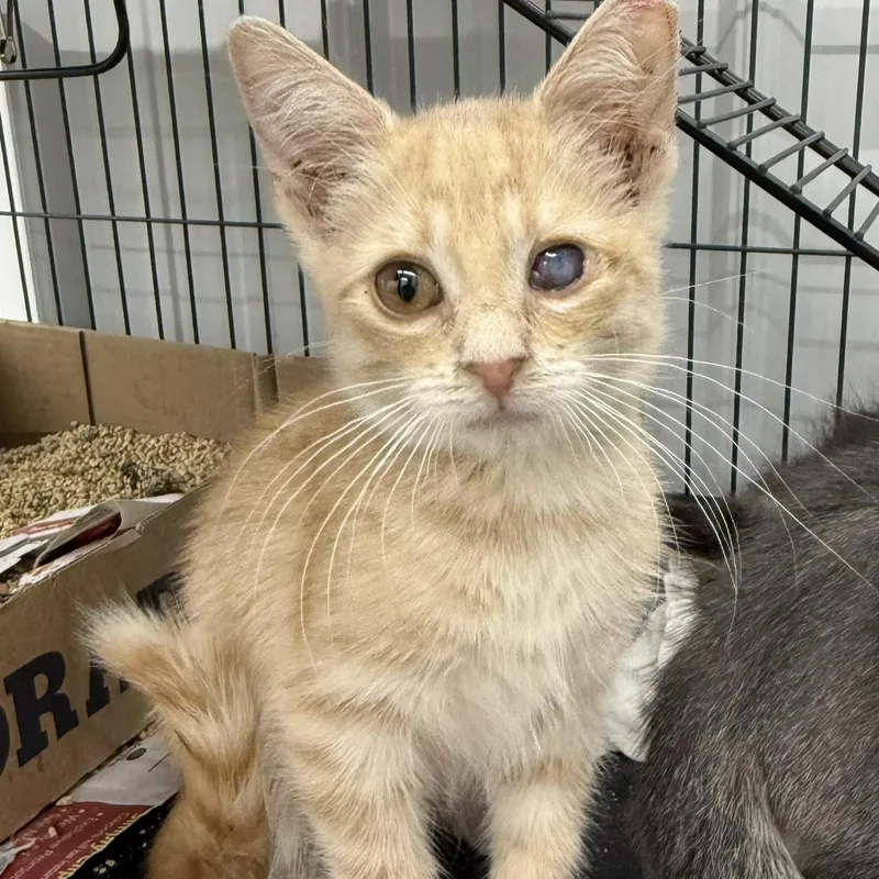 A baby medium-sized male Cream / Ivory Domestic Short Hair cat named Blake for adoption in Richmond, MO