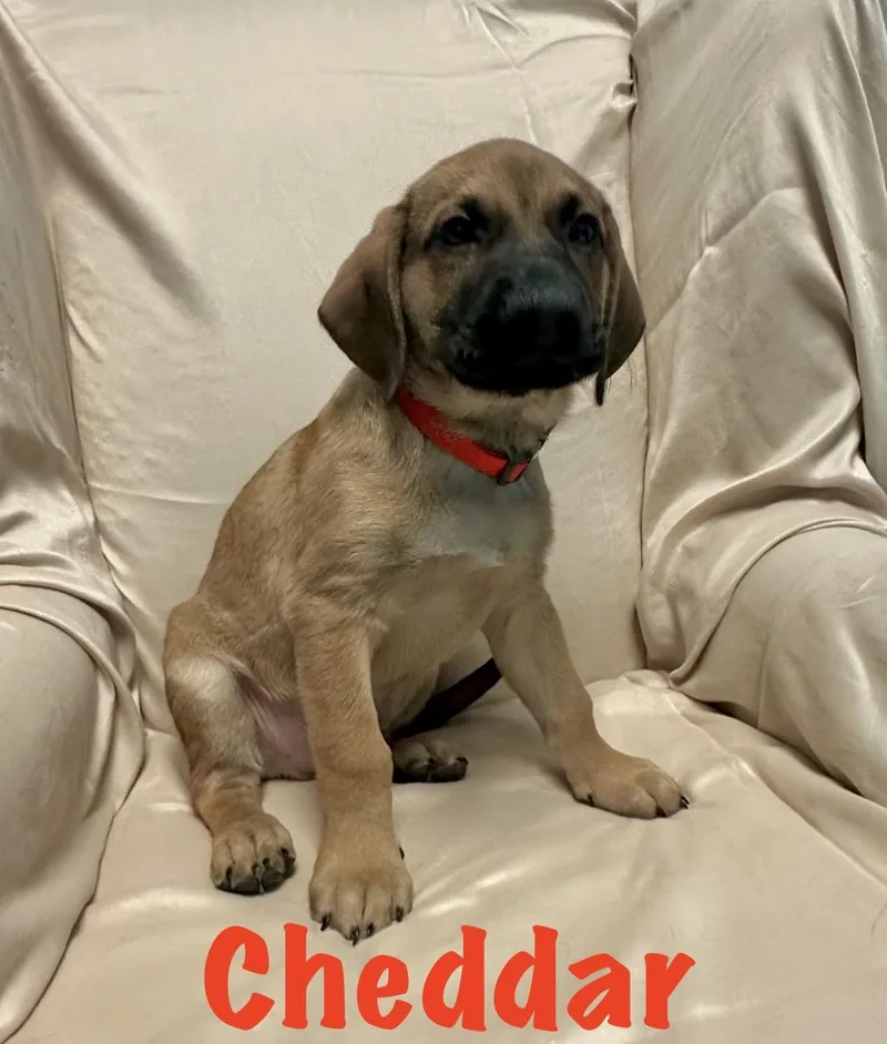 A baby medium-sized male Labrador Retriever dog named Cheddar for adoption in Walker, LA
