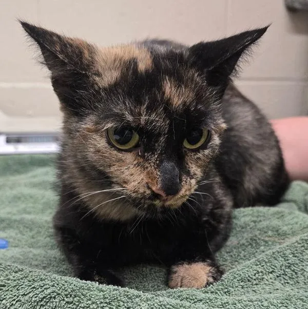 An adult medium-sized female Domestic Short Hair cat named Zoey for adoption in El Cajon, CA
