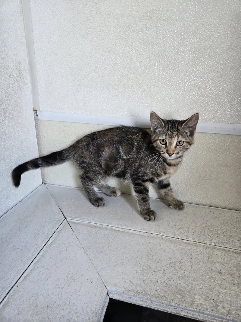 A baby medium-sized female Calico cat named Lily for adoption in Maquoketa, IA