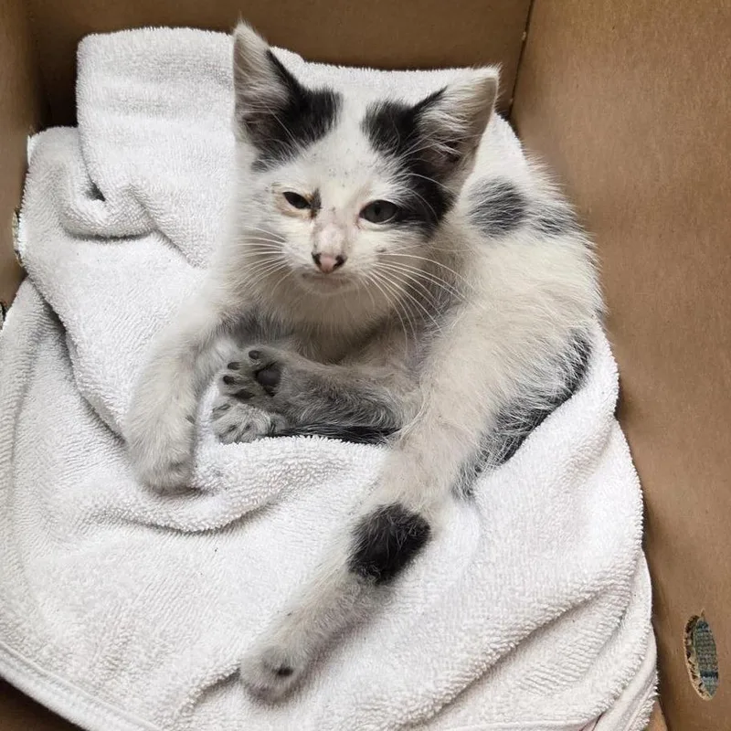 A baby small-sized male White Domestic Short Hair cat named Gizmo Moo for adoption in Jacksonville, FL