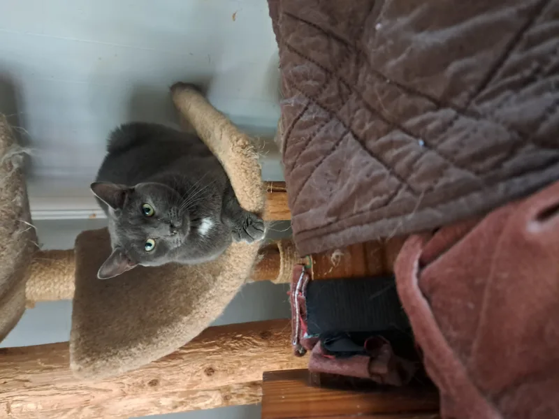 Rosa Mae thumbnail 2